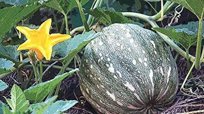 Aywal Pumpkin Kaddu F1 Hybrid Seed(70 per packet)