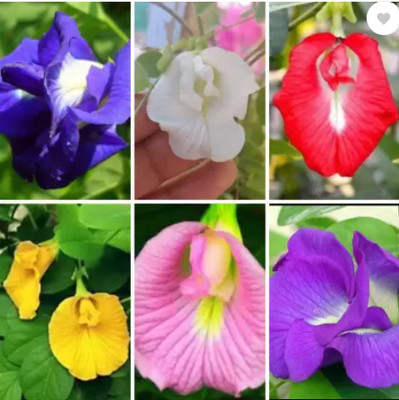 GROW-N-KNOW All Colour Aparajita Seed(19 per packet)