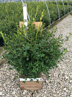 VibeX ® VXI-17 Winter Gem Boxwood/Buxus Seed(200 per packet)