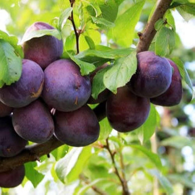 Aywal Allo Bukhara Fruit Seed(9 per packet)