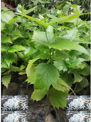 Aywal Harshringar Flower Seed(70 per packet)