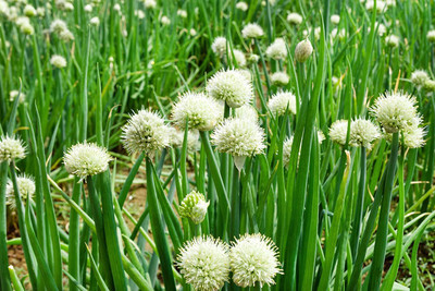 VibeX ® LXI-374 Bunching Onion Evergreen Seeds Seed(1000 per packet)