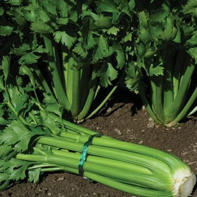 Qualtivate TLX-108 Utah 52-70 Celery Seeds Seed(500 per packet)
