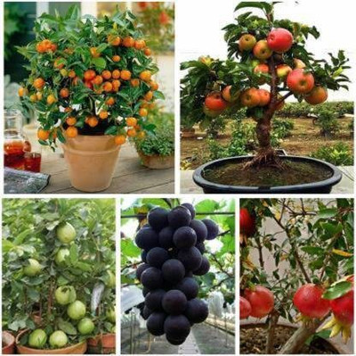 Greenery Hub Bonsai Fruit Tree Seeds Combo Seed(15 per packet)