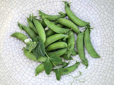 Quentova SUGAR BON SNAP PEA-CTU-7P Seed(150 per packet)