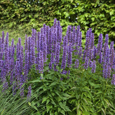 CYBEXIS HUA-48 - Agastache Rugosa Korean Mint - (1350 Seeds) Seed(1350 per packet)