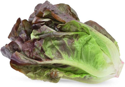 CYBEXIS ATS-33 - Red Romaine Lettuce - (1350 Seeds) Seed(1350 per packet)