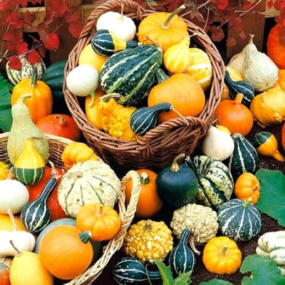KNESSiN Heat Tolerant Ornamental Pumpkin Mix (40 Seeds) Seed(40 per packet)