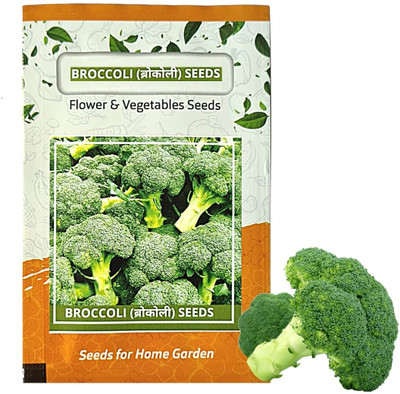 WILLVINE SYN -XII Sakura F1 Calabrese Broccoli [25g] Seed(7500 per packet)