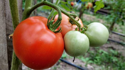 wequality tomato Seed(140 per packet)