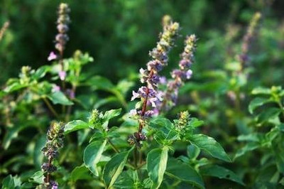 BrijBooti Tulsi Seed(10 per packet)