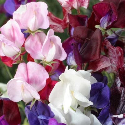 LASMA Sweet Pea Seeds - Old Spice Mix Seed(20 per packet)