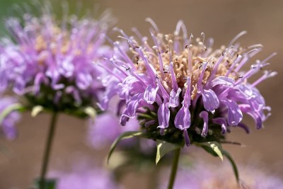 CYBEXIS GUA-66 - Lavender Bee Balm (Monarda fistulosa) - (2250 Seeds) Seed(2250 per packet)