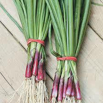 Mozette Organic bunching onion Seed(50 per packet)