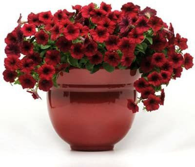CYBEXIS Petunia Seeds - Easy Wave Velour Red Seeds Seed(50 per packet)