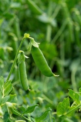 VibeX ® XXL-524 Sugar Sprint Snap Pea Seeds Seed(50 per packet)