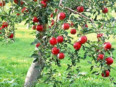 Decon Apple Seed(10 per packet)