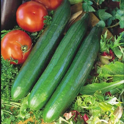 CRGO CUCUMBER , KHEERA Seed(45 per packet)