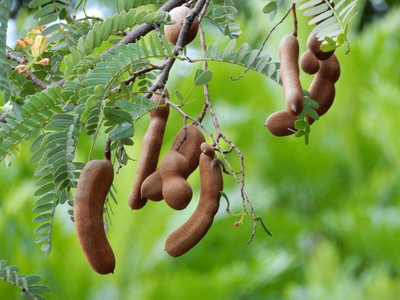 KANAYA IMLI Seed(12 per packet)
