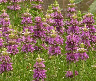 Qualtivate PUAS-4A Lemon Mint BEE Balm Seed(200 per packet)