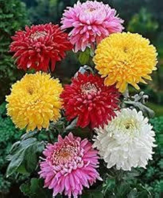 AMAJIT Chandramallika Flower Seeds,Chrysanthemum, Shevanti, Guldawari , Saamandi Seeds Seed(38 per packet)