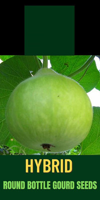 Qualtivate GBPT-8A Hybrid Bottle Gourd Round Seed(50 per packet)