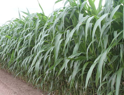 ibains Cow grass seed Seed(5500 per packet)