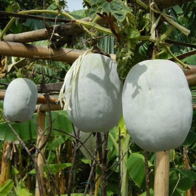 JAYANTAHALDER Ash Gourd/winter melon/chal kumro/winter Gourd Seed(55 per packet)