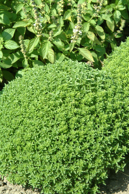 VibeX ® XLR-6 Fine Bush Basil Minette Seed(1000 per packet)