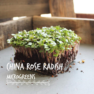 Qualtivate PUAS-3A China Rose Radish Sprouting Seeds Seed(300 per packet)