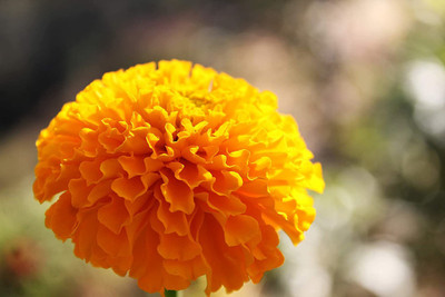 WILLVINE ™ Crackerjack Marigold Seeds-2000 SEEDS Seed(2000 per packet)