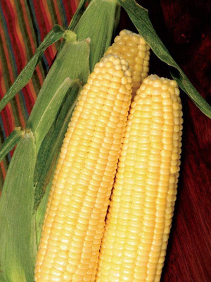 WILLVINE SCI -IV Bodacious RM Sweet Yellow Corn Seeds-[100g] Seed(400 per packet)