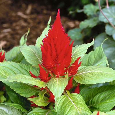 Lorvox Celosia Pulmosa Flower -Mixed Color Flower Seed(150 per packet)