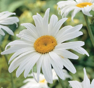 Lorvox Daisy Mix Flower Seed(70 per packet)