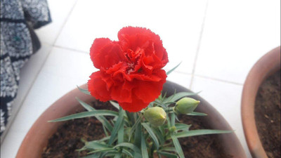 Epazo Carnation Flower Mixed Colour F1 Hybrid Seed(110 per packet)