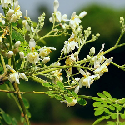 CYBEXIS LX-30 - Moringa oleifera PKM2 - (1350 Seeds) Seed(1350 per packet)