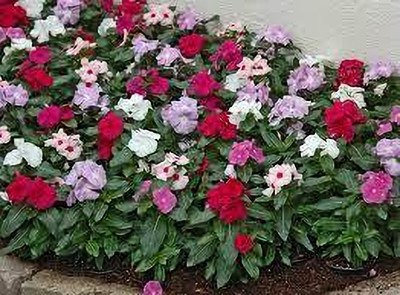 Seedsqlty vinca flower seeds mix colour Seed(28 per packet)