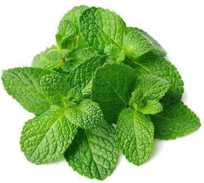 LPR PUDINA,MINT Seed(100 per packet)