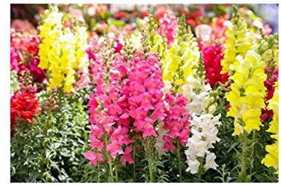 KANAYA Antirrhinum Flower Tom Thumb Mix GMO-Free Seeds Seed(94 per packet)