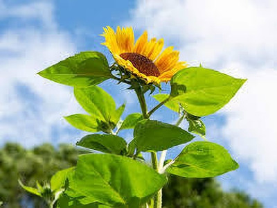 Seedsqlty sunflower mix seeds for planting, high germination (45 seeds) Seed(45 per packet)