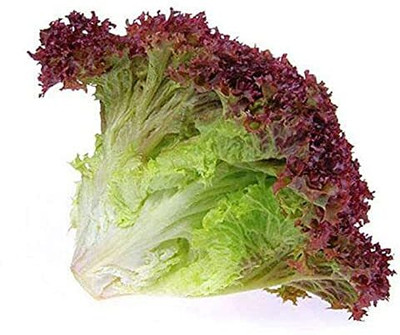 Aywal Round Lettuce Iceberg Vegetable Seed(400 per packet)