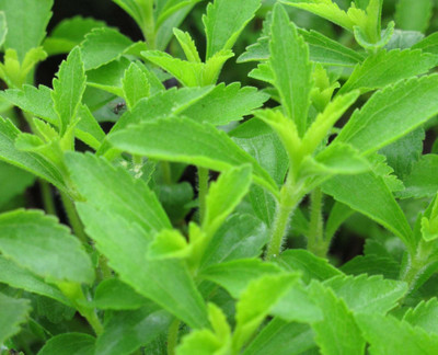GEZ Organic | Sugarleaf Stevia Herb Plant Seed(30 per packet)