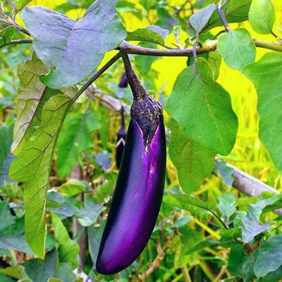 CYBEXIS High Yield Long Purple Brinjal Eggplant Seeds 600 Seeds Seed(600 per packet)