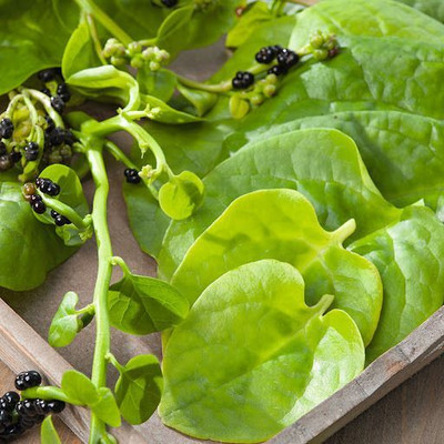 DEYS AGRO ™ malabar spinach seeds, green f1 hybrid poi saag vegetable seeds, pui seeds Seed(15 per packet)