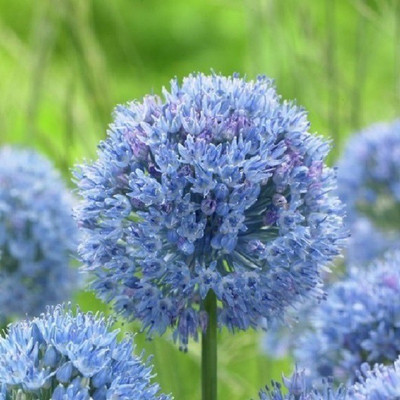 CYBEXIS Allium caeruleum400 Seeds Seed(400 per packet)