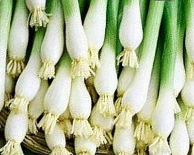 Qualtivate PUAS-9A Evergreen Bunching Onion Seeds Seed(500 per packet)