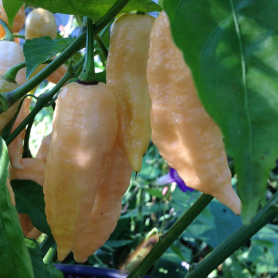 Qualtivate PUA-8A Bhut Jolokia (Peach)Chilli Seed(300 per packet)