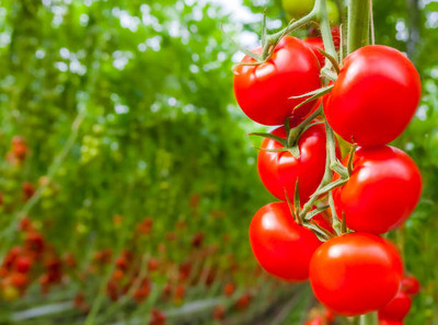 PETBUDDIES WORLD tomato Seed(75 per packet)