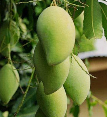 SHYAM DASARI MANGO Fruit Plant Seed(1 per packet)