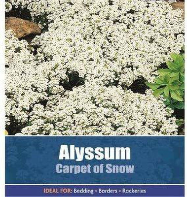 CYBEXIS Alyssum Carpet Of Snow Garden Seed(1 g)